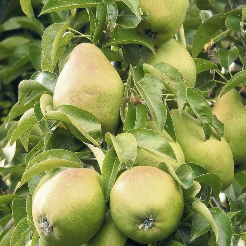 Bartlett Pear Trees from Stark Bro's - Bartlett Pear Trees For Sale