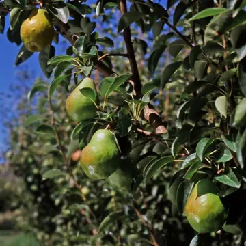 Photo of Bartlett pear tree.