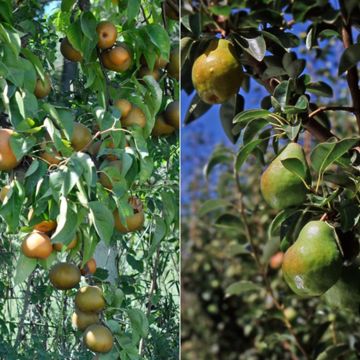 Collection of two pear trees.