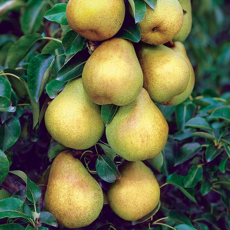 Online Orchards Dwarf Bosc Pear Tree - Sweet and Hardy Cinnamon Brown Pears (Bare-Root, 3 ft. to 4 ft. Tall, 2-Years Old)