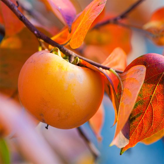 Persimmon on Tree with fall foliage