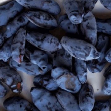 photo of large, blue honeyberries