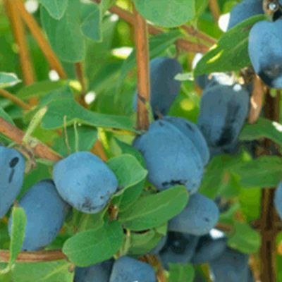blue honeyberries on plant