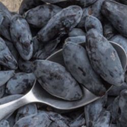 Blue honeyberries on a spoon