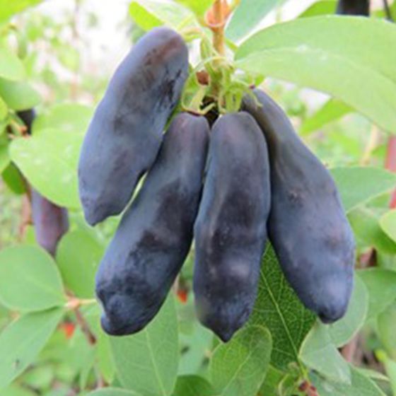 Long honeyberries on plant