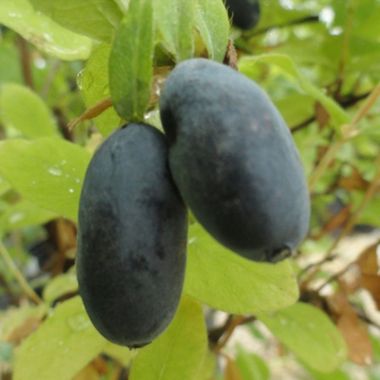 plump honeyberry on plant