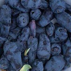 pile of dark colored honeyberries