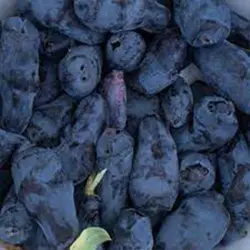 pile of dark colored honeyberries