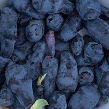pile of dark colored honeyberries