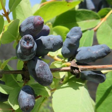 Honeyberry hanging on plant