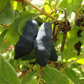 Large dark honeyberry on plant