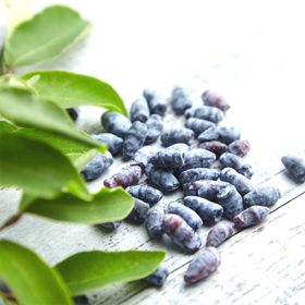 honeyberries on table with green plant lives in foreground