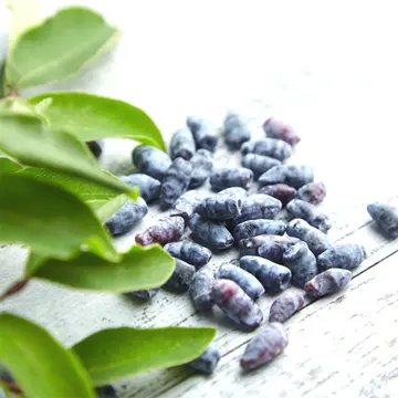 honeyberries on table with green plant lives in foreground