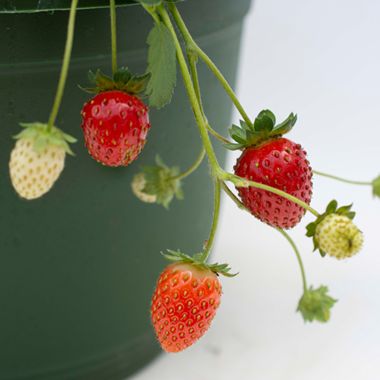 Strawberry fruit of the snowy belle