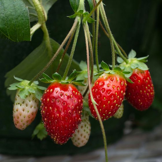 strawberry fruit of the scarlet belle