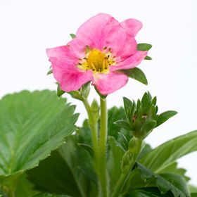 the bloom of the rosy belle strawberry