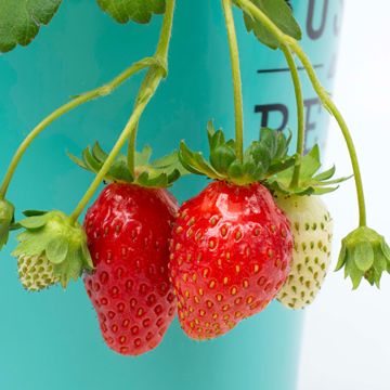 Berries of the Rosy Belle Strawberry