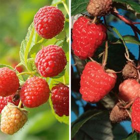 Carolina Red and Prelude Red Raspberries