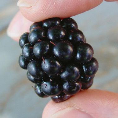 large blackberry in between fingers