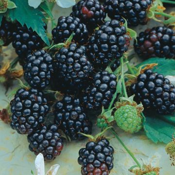 Blackberry on plant