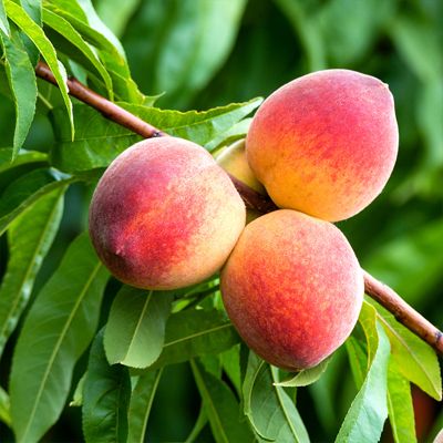 three peaches on tree