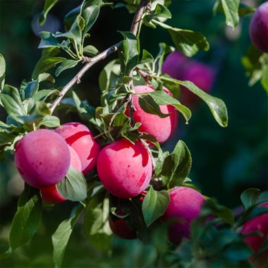 Plums on tree