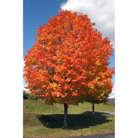 Maple Tree in Fall Colors