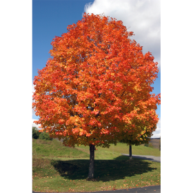 Maple Tree in Fall Colors