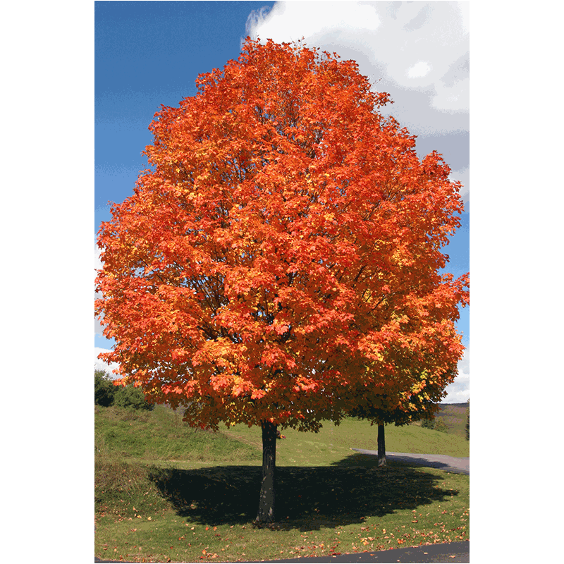 October Glory® Maple Tree Stark Bro’s
