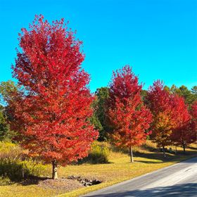 Maple trees in fall colors along road