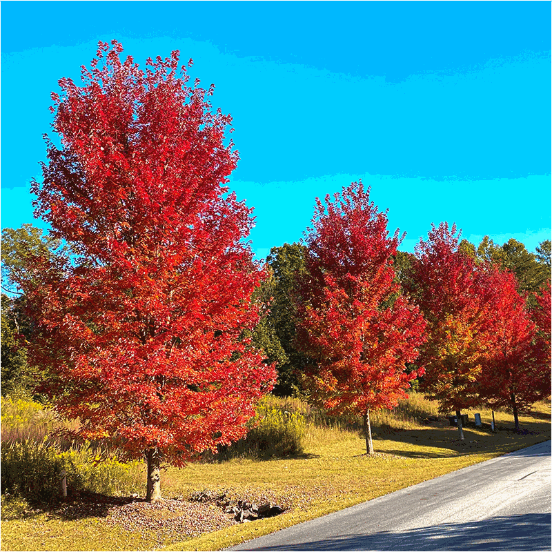Autumn Blaze® Maple Tree Stark Bro’s