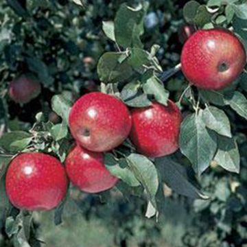 Crimson Spire Apples on Tree