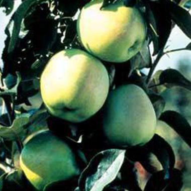 Emerald Spire Apple on Tree