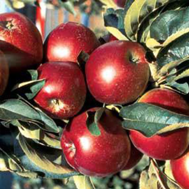 Urban Pollinator Pack Apple Tree Collection Stark Bro’s