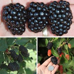 Three types of blackberries