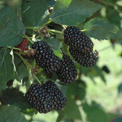 Blackberry on plant