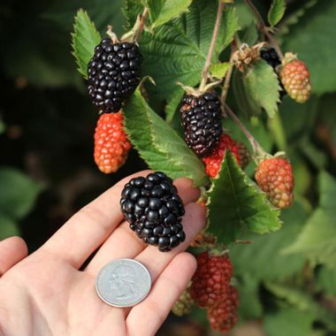 Blackberry on plant
