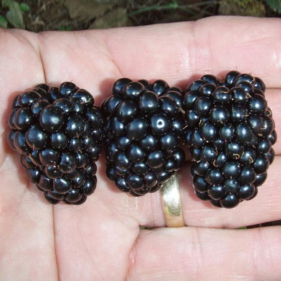Blackberries in hand