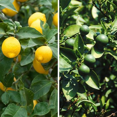 Meyer lemon and key lime trees