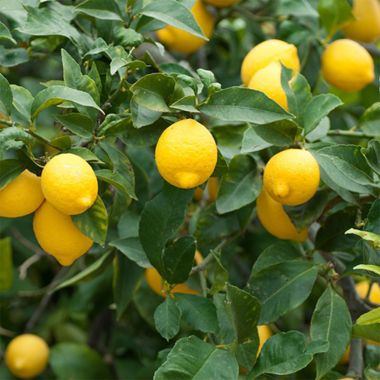 meyer lemons on tree