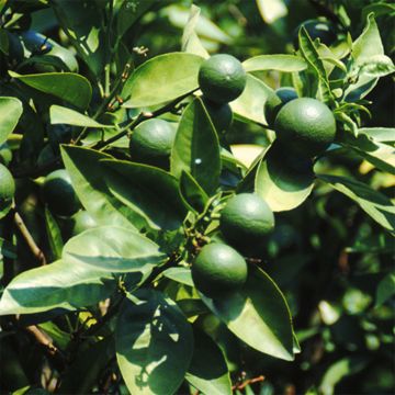 key limes on tree