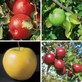 4 varieties of cider apples