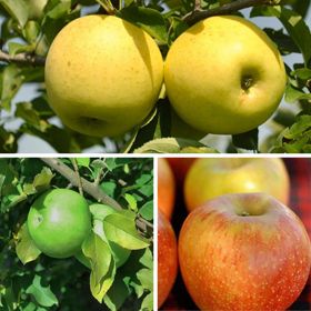 Three different apple varieties on tree