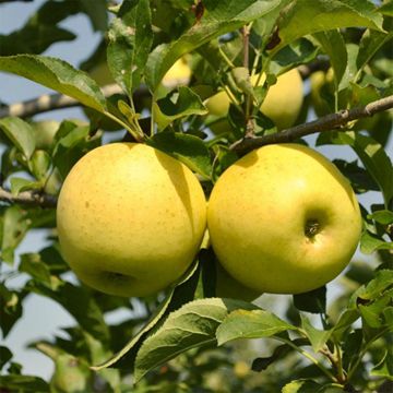 Yellow apple on tree