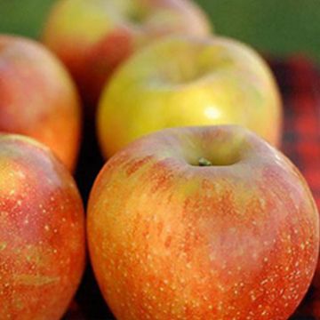 apple on table