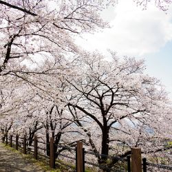 yoshino cherry tree