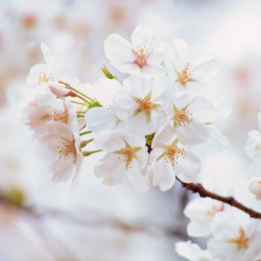 Yoshino Cherry Tree in Bloom