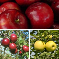 3 different apple varieties