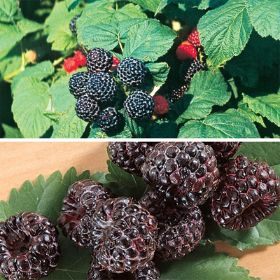 Blackcap Raspberry - Bare Root Bundle