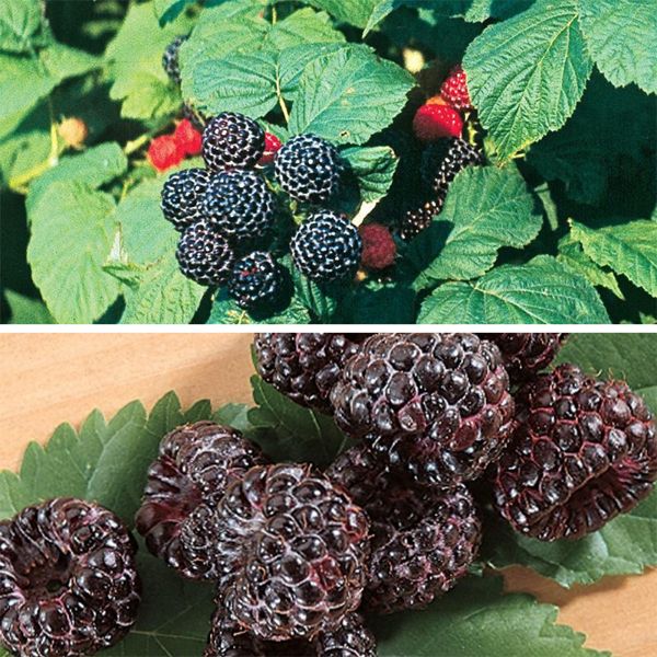 2 varieties of black raspberries